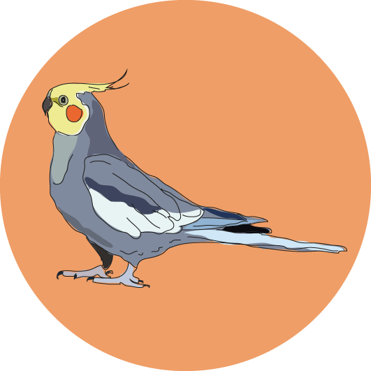 korelka