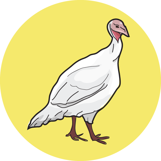 krůta